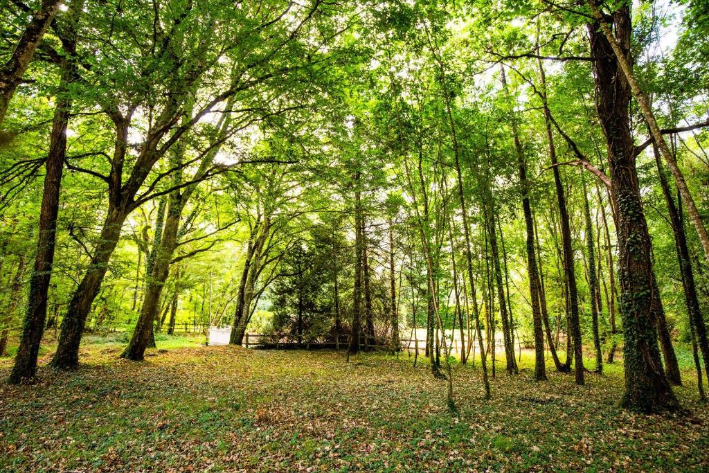 une forêt d'arbres avec des feuilles au sol dans l'établissement Maison du Garde Forestier au cœur des Châteaux de la Loire, à Cour-Cheverny