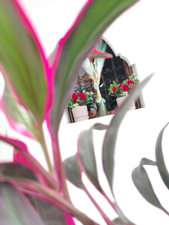 Zahrada ubytování RIAD & SPA SOUS LE SOLEIL chez Jerome & Pamela Suite Essaouira
