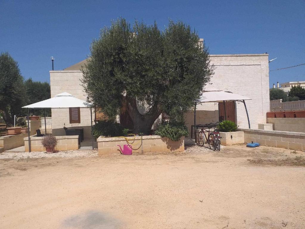 a tree in front of a building with umbrellas at casa nonno luigi in Montalbano
