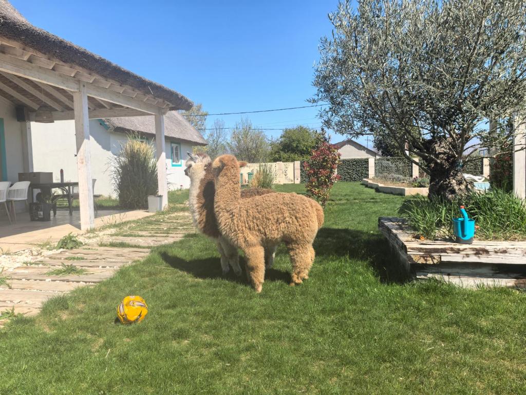 Altri animali domestici presso l'affittacamere o nei dintorni