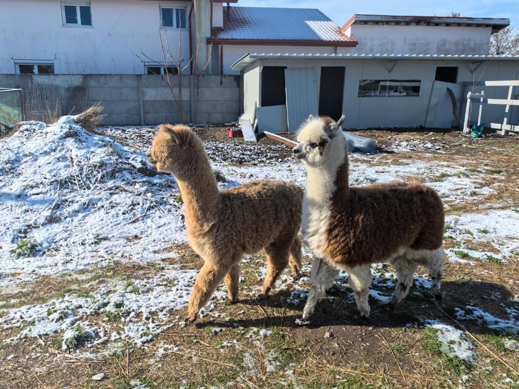 Altri animali domestici presso l'affittacamere o nei dintorni