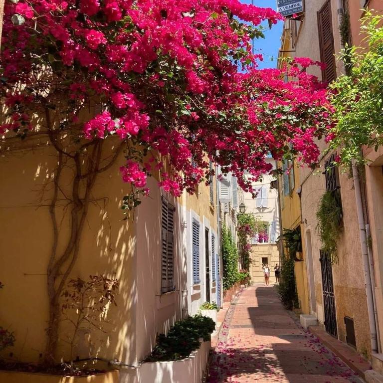 Une allée avec des fleurs roses dans un bâtiment dans l'établissement Charmant T1 à Antibes, à Antibes