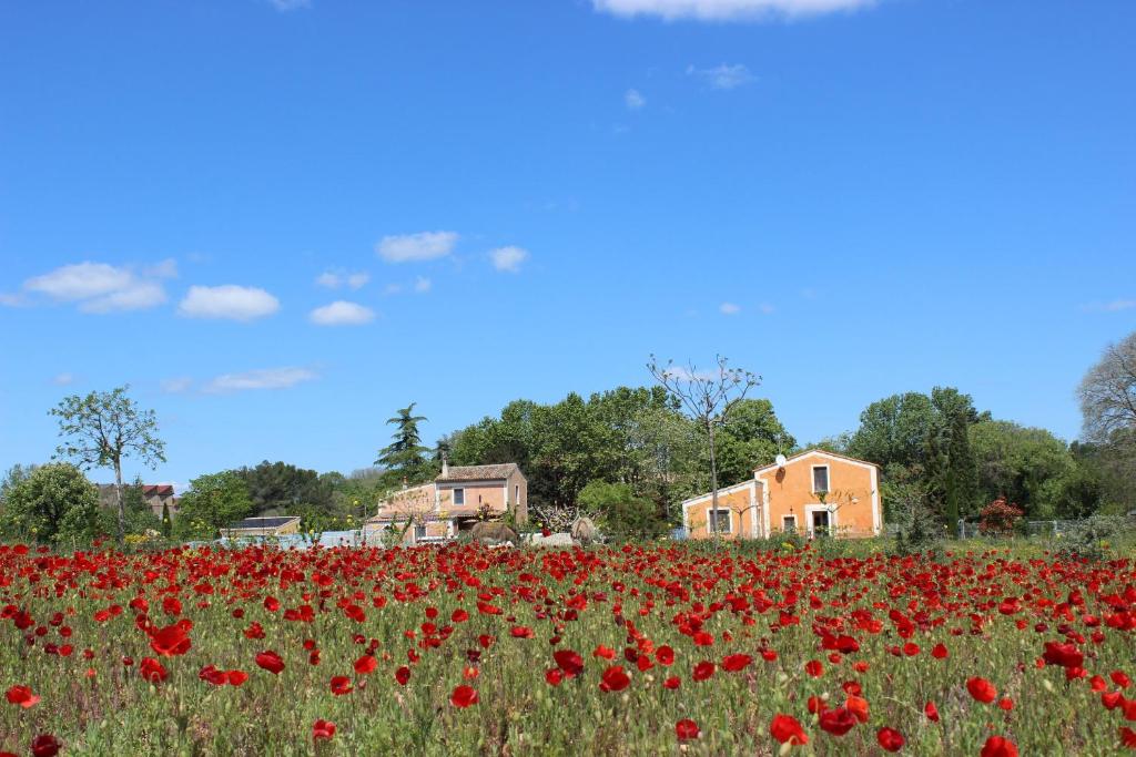 un campo di fiori rossi di fronte a una casa di Maison Abricot et Orange ad Aspiran