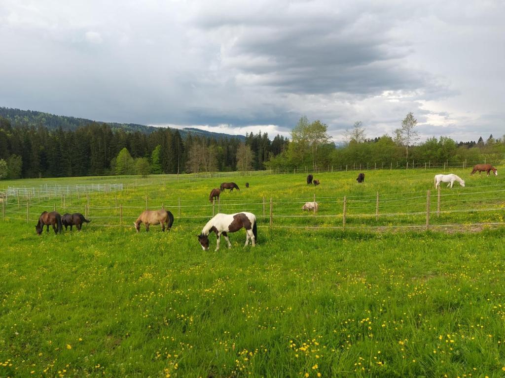 Άλλα ζώα σε αυτό το διαμέρισμα ή στη γύρω περιοχή