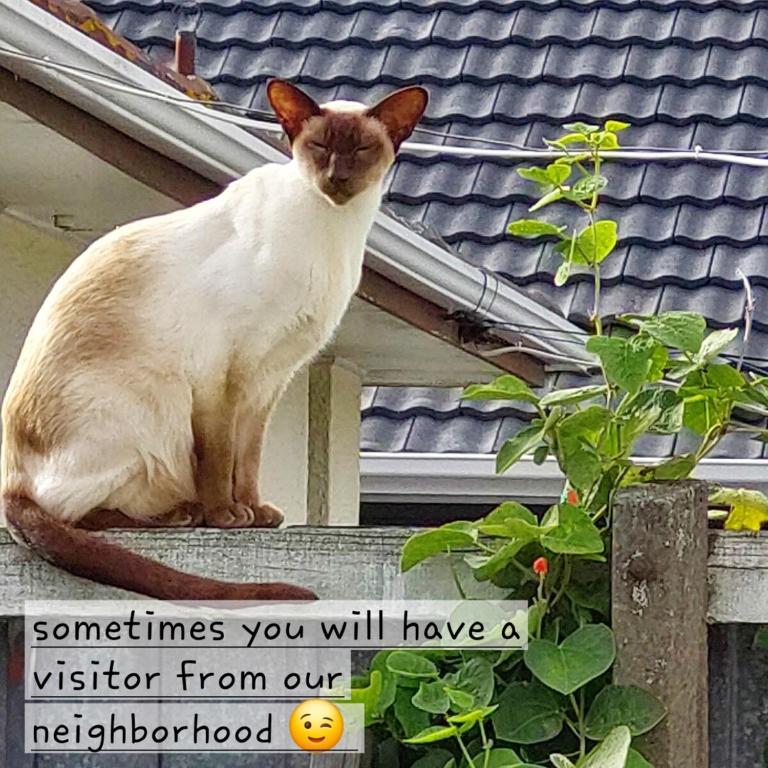 Checketts Bungalow in Halswell - Resim 11
