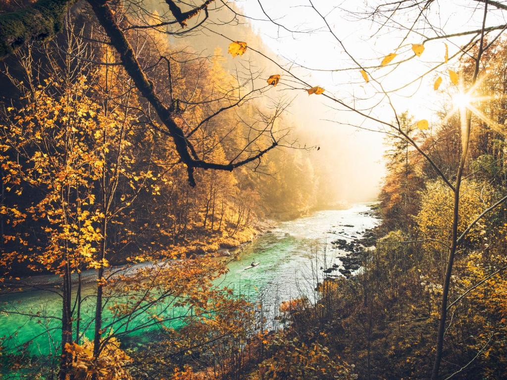 a river in the middle of a forest with the sunlight at NaturparkResort Salzahalt in Wildalpen