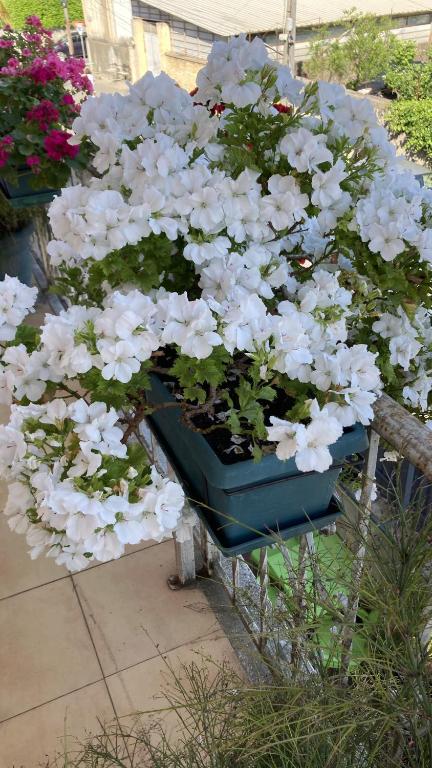 Giardino di Blissful Hostel