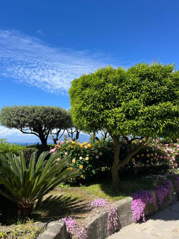 Zahrada ubytování Sorrento Olive Tree Garden