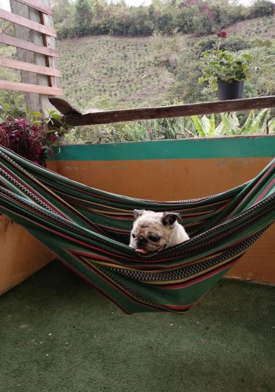 Huéspedes con una o varias mascotas en HOSTAL CASA VICTORIA PIJAO