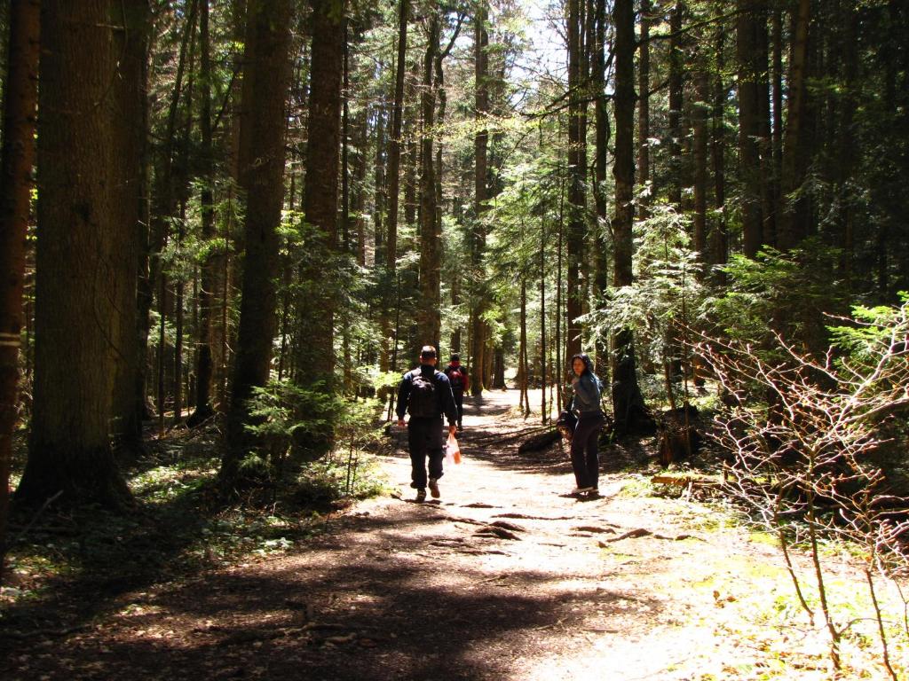 Hosté ubytování Forest Fairy