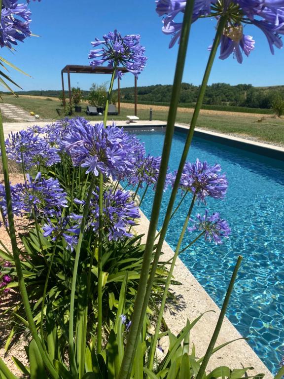 a bunch of purple flowers next to a swimming pool at Le clos du Broca in Clermont-Pouyguilles
