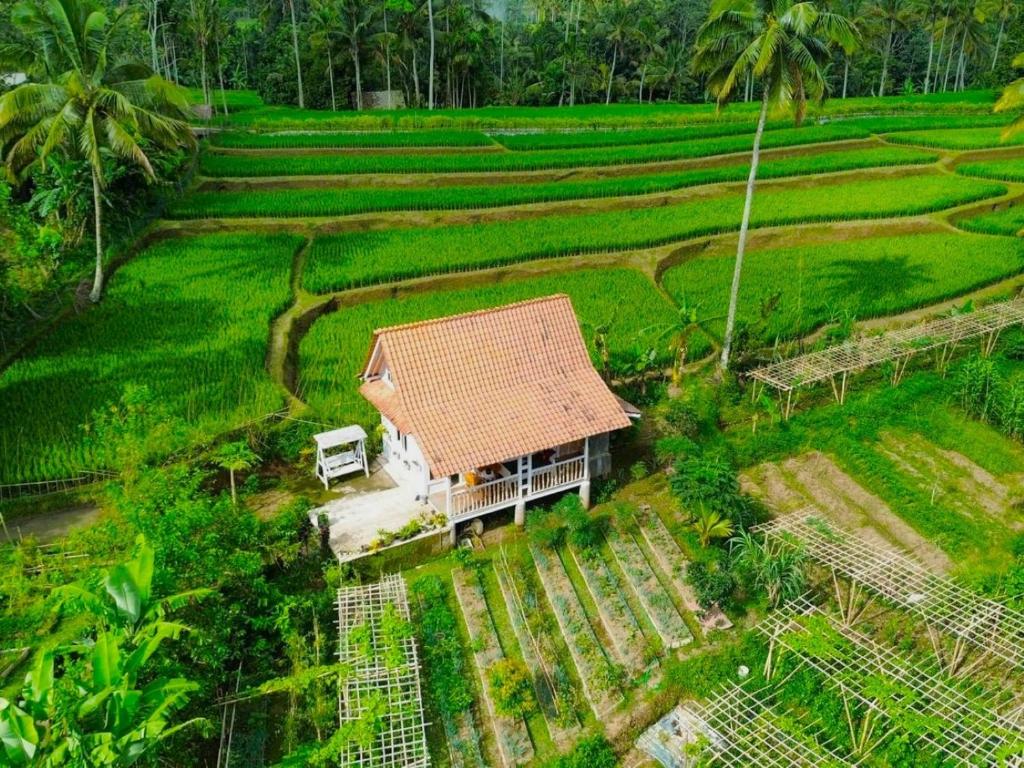 una vista aerea di una casa in una risaia di Pondok Is Oke Villa Scenic View a Banyuwangi