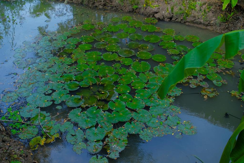 Zahrada ubytování Hometravel Mekong Can Tho