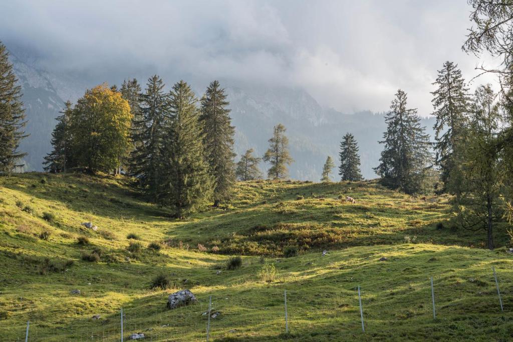 a grassy hill with trees on top of it at Ferienwohnung Wein in Holzheim am Forst