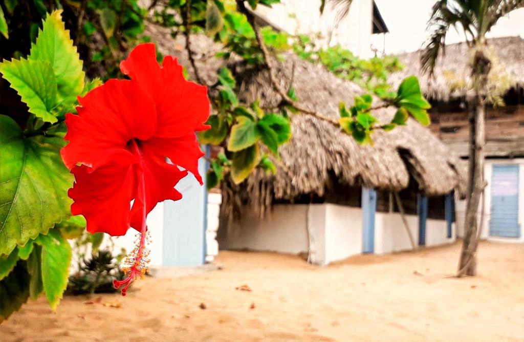 Fotografie z fotogalerie ubytování Ballelita v destinaci Zipolite