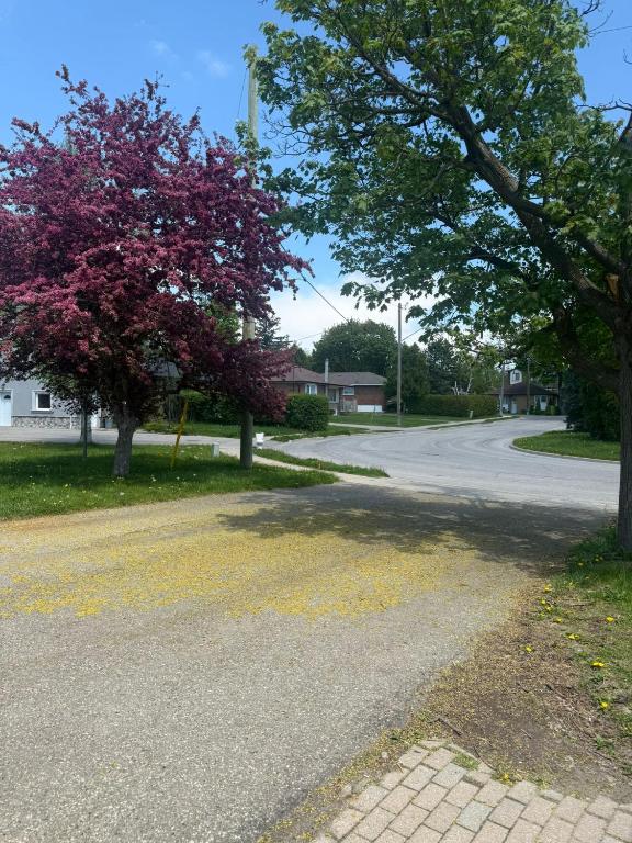 an empty street with a tree with purple leaves at 多伦多美丽房间- Great Location in Markham