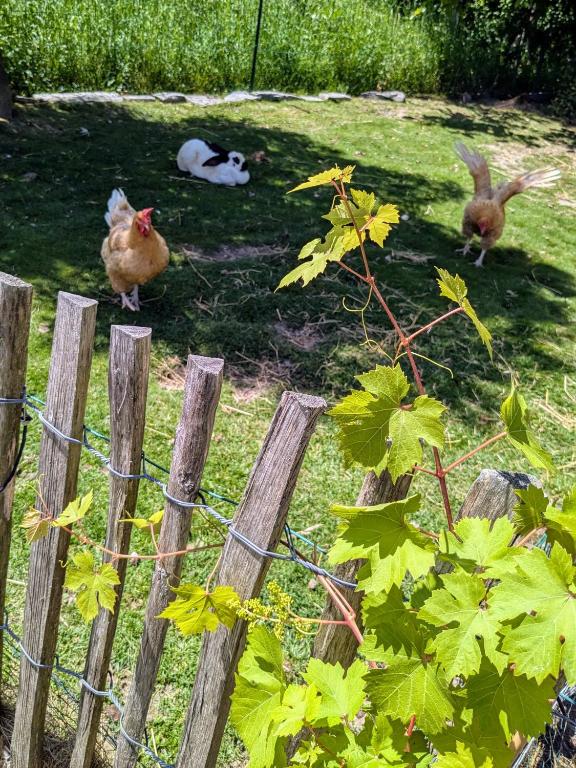 Chambres d'hôtes chez l'habitant - Bed & Breakfast homestay - 18