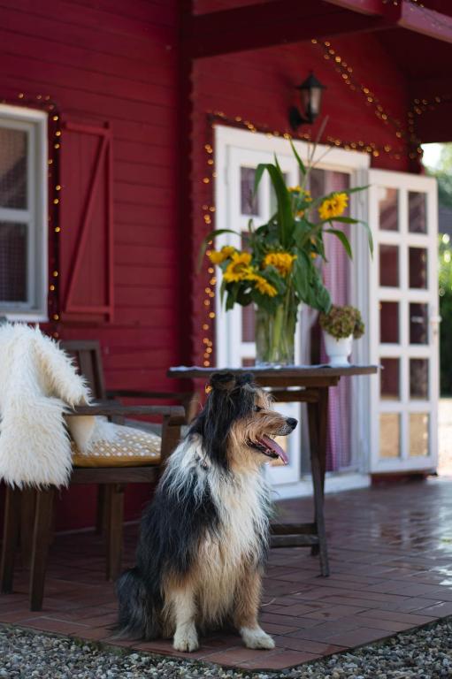 a dog sitting in front of a red house at Moerenhof Blockhütte Xanten in Xanten