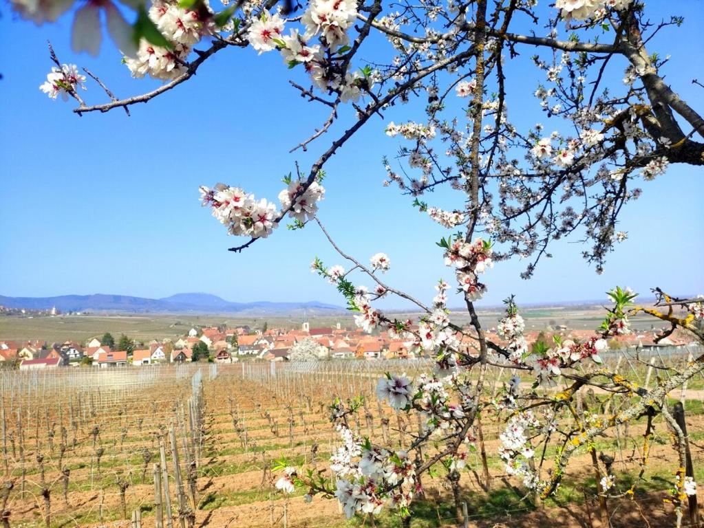Au coeur de Kaysersberg-Le Cocon de Jeanne – photo 30