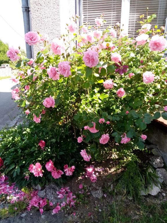 Zahrada ubytování GITE LES 27 ROSES ET PLUS
