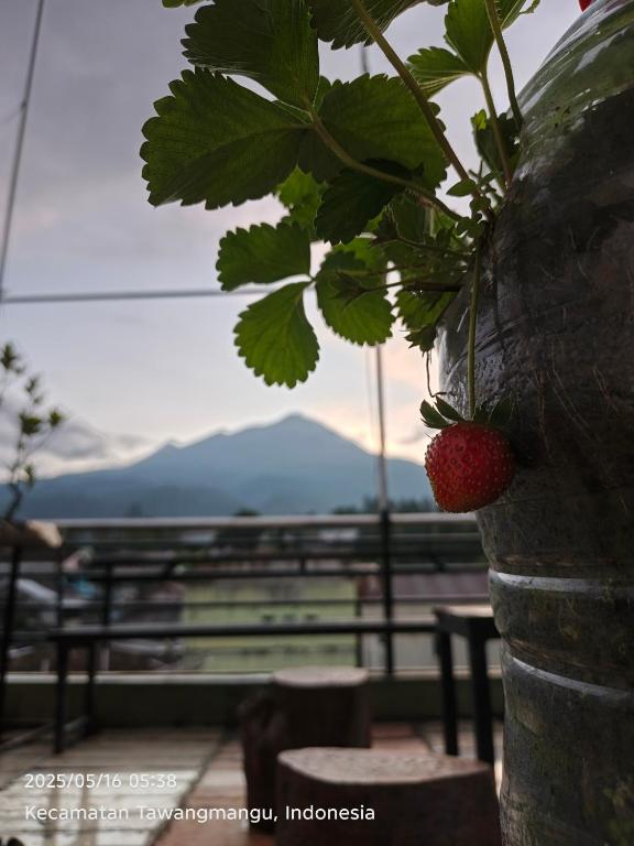 a bunch of strawberries hanging from a plant at Samara homestay in Mantaak