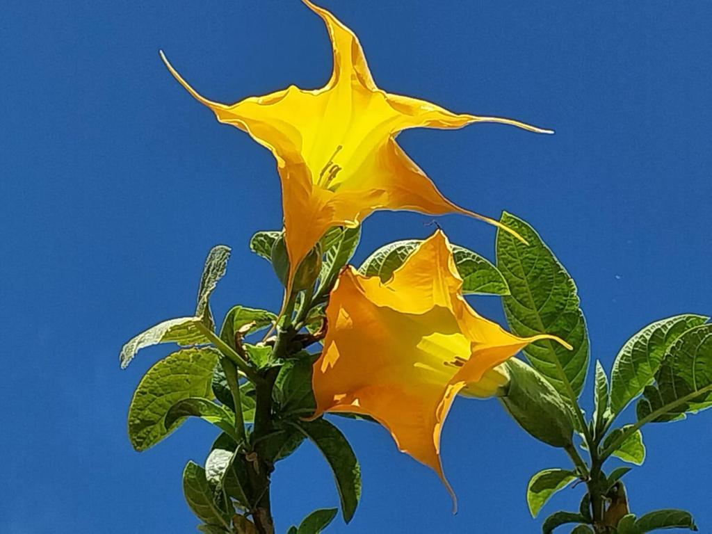 une fleur jaune sur un arbre avec le ciel en arrière-plan dans l'établissement lumineux T3 proche Rotonde, à Boulogne-Billancourt