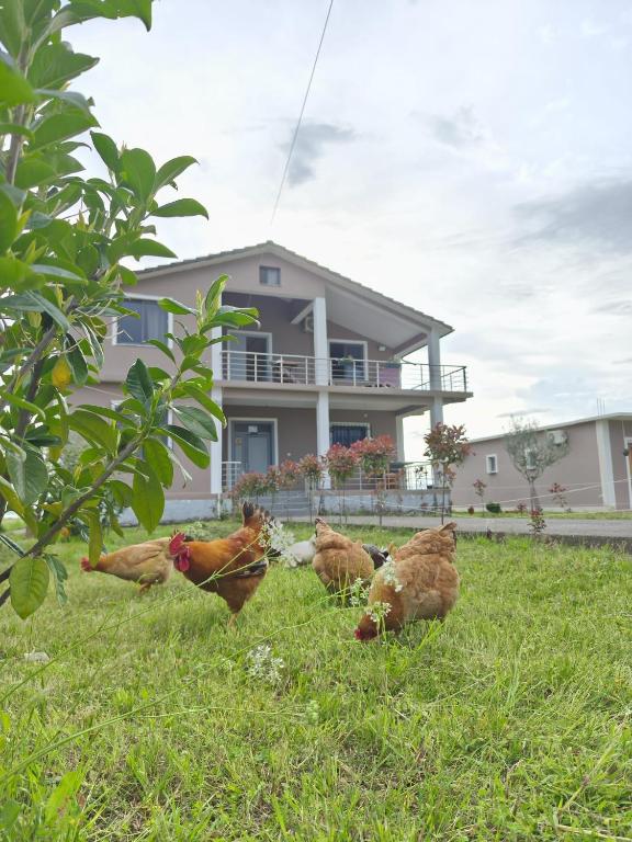 Ogród w obiekcie Hotel Villa Ballkan