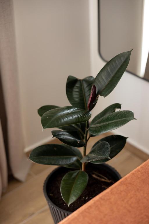 OPAL Lake Suites - Resim 40