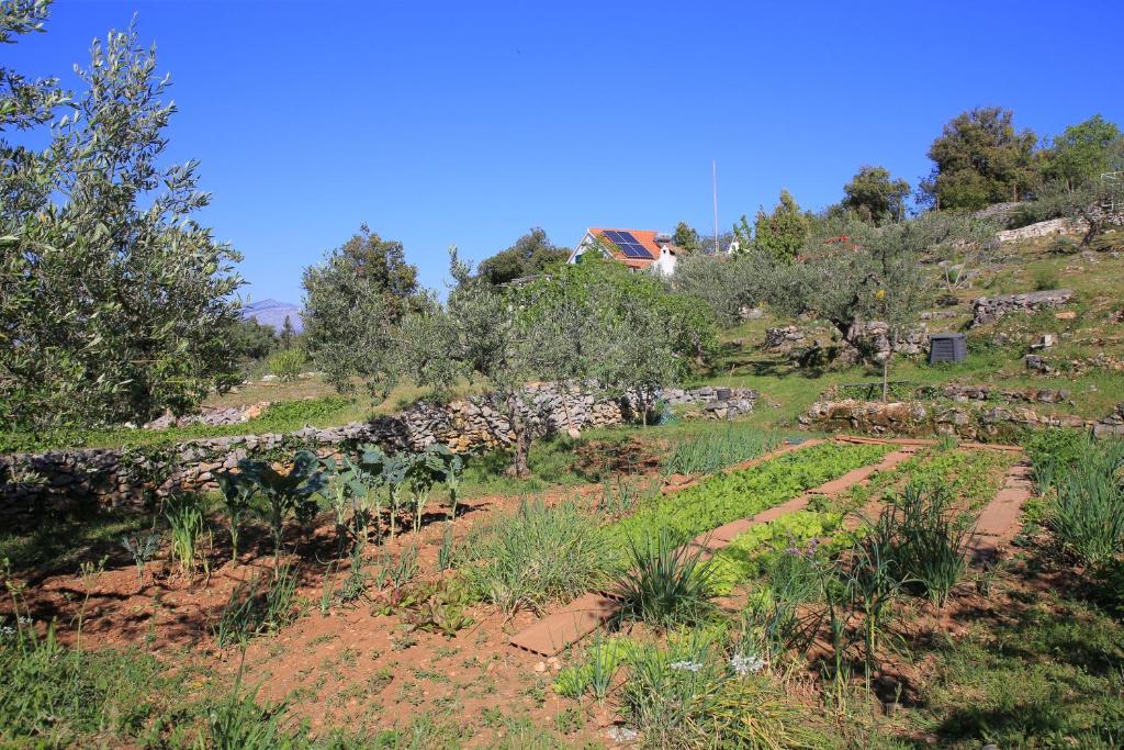 Zahrada ubytování Secluded family friendly house Skrip, Brac - 18944