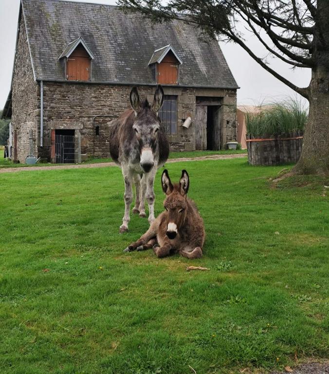 deux ânes debout dans un champ à côté d'une maison dans l'établissement La Billardière Camping à la Ferme, à Le Ménil-Ciboult