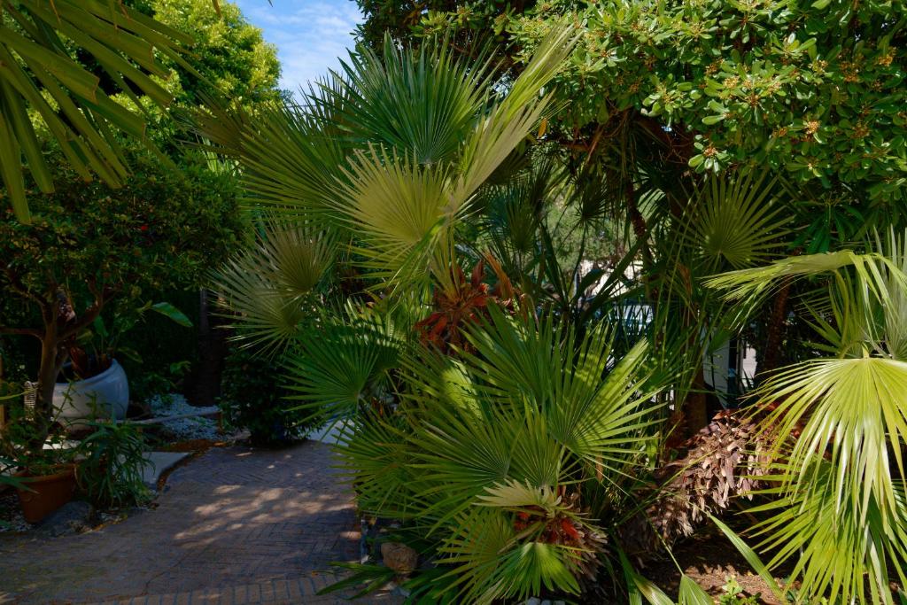 a bunch of palm trees in a garden at La Garoupe-Gardiole in Antibes