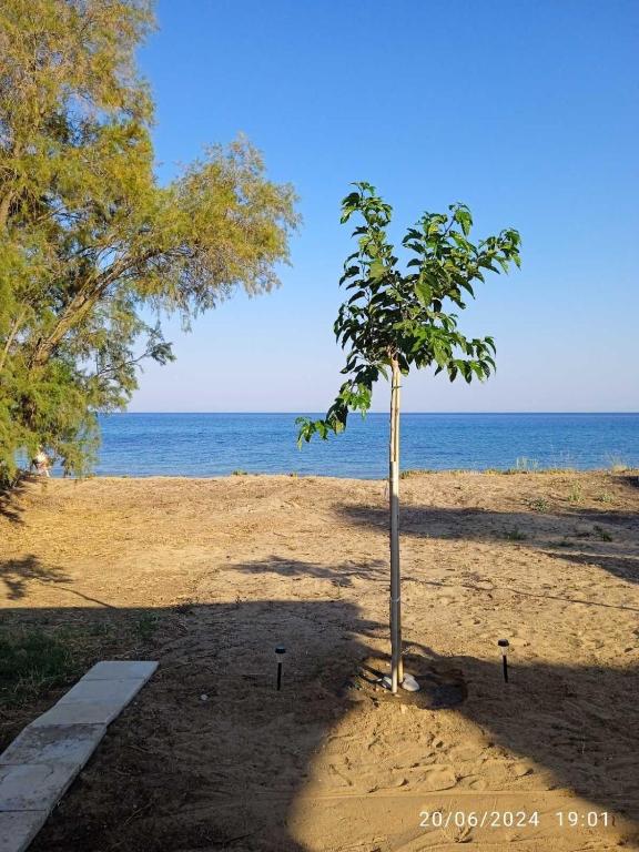 a small tree on a sandy beach near the ocean at House on the wave relax in Koroni