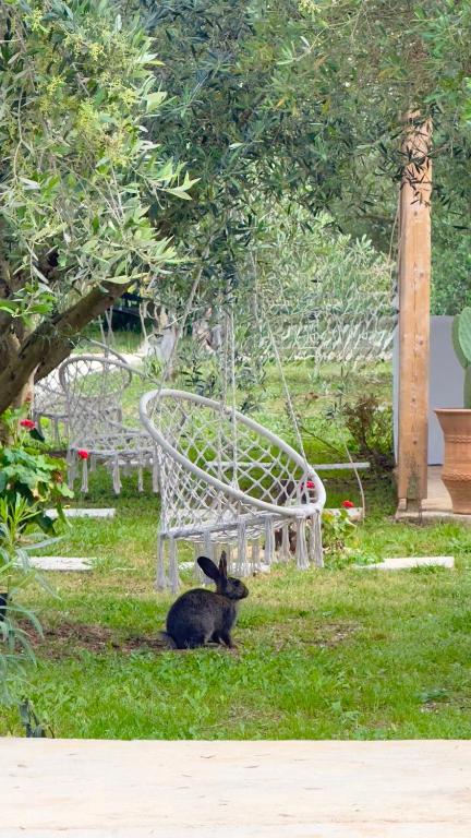 a rabbit sitting in the grass next to a chair at Rida Village Ksamil Island in Ksamil