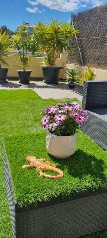 Zahrada ubytování La Zenia Sabrina Apartment 5