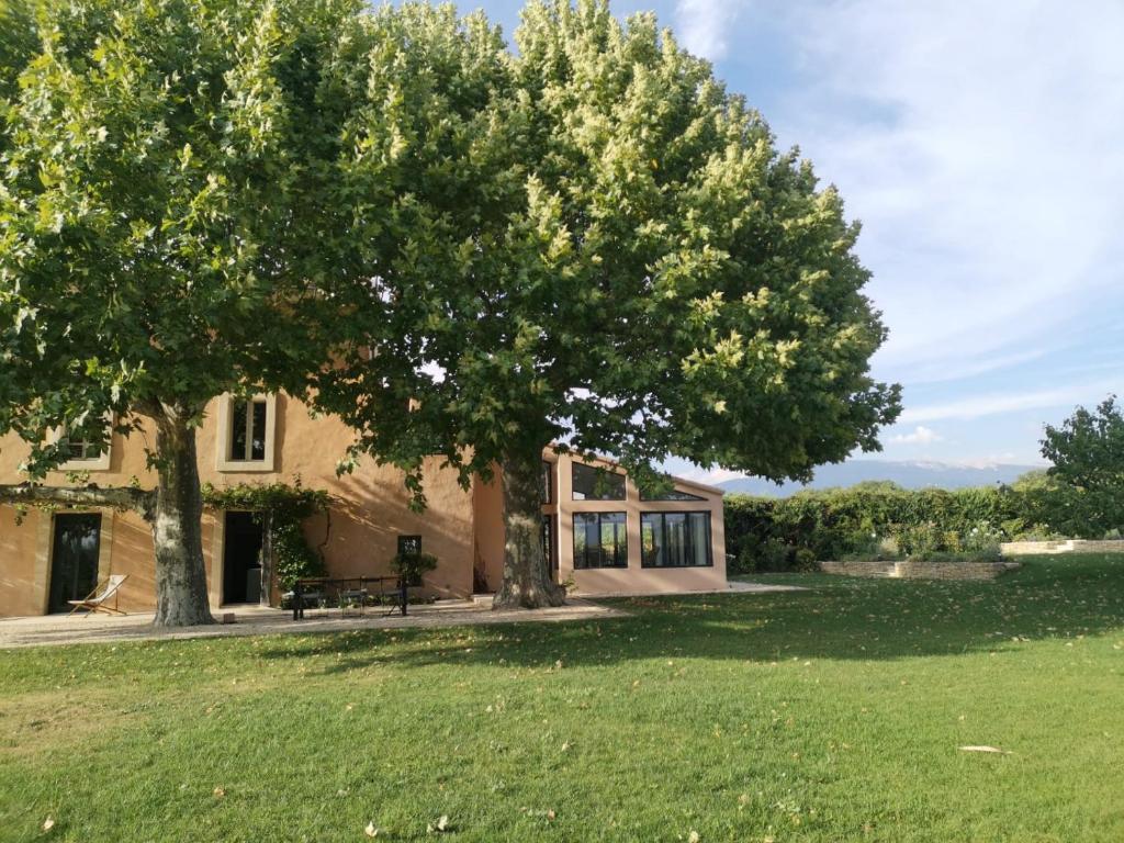 un grand arbre devant une maison dans l'établissement Mas de la bruissande, à Mazan