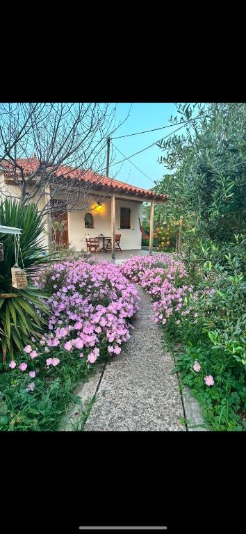 a garden of pink flowers in front of a house at Hakuna Matata in Skala Eresou