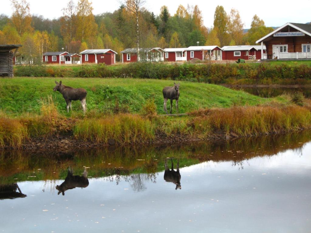 two animals standing next to a body of water at Klarälvens Camping in Stöllet
