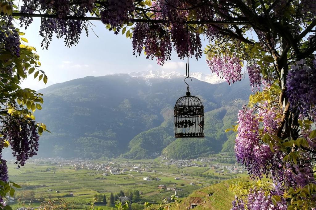 TresivioにあるCasa il Glicine Valtellinaの山を背景に木からぶら下がっている鳥かご