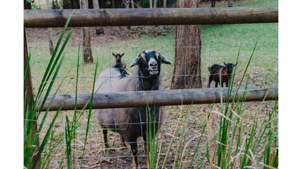 Altri animali domestici presso la casa vacanze o nei dintorni
