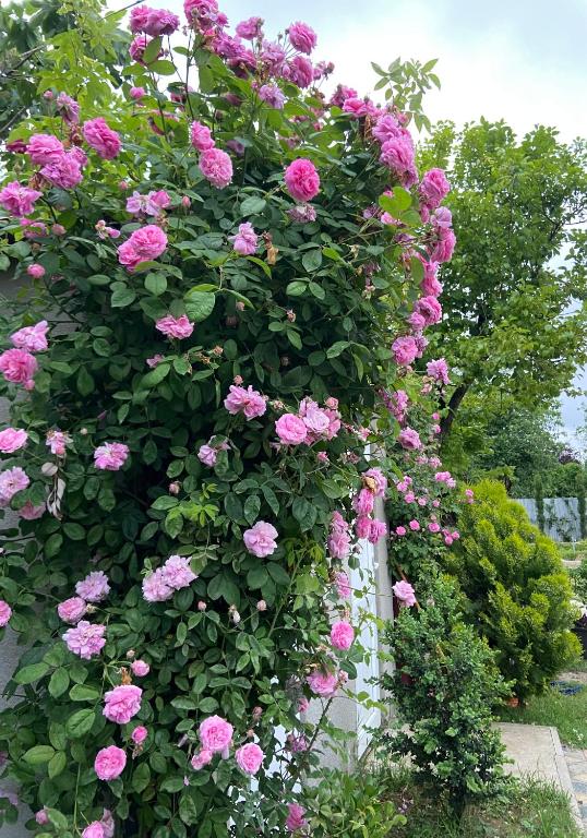 Zahrada ubytování Hotel Doko