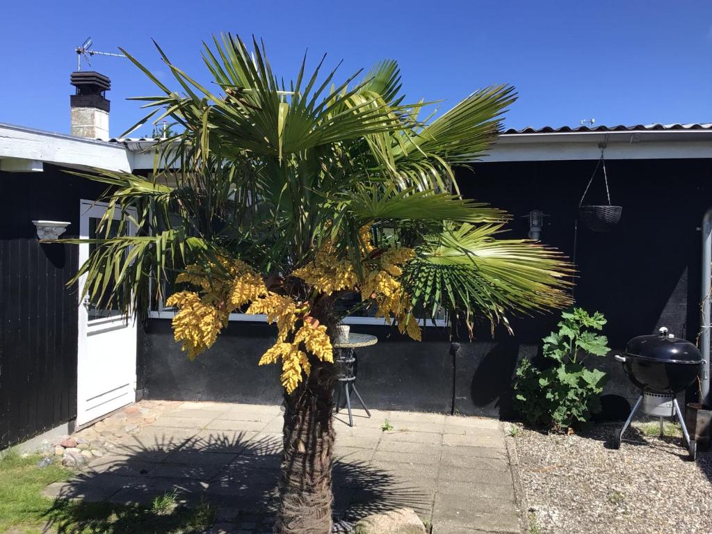 a palm tree in front of a house at Strandhuset in Broager