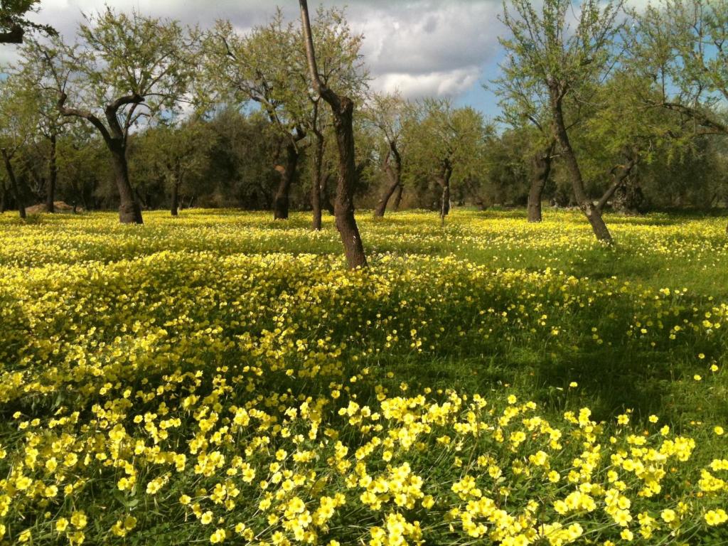a field of yellow flowers with trees in the background at Hotel La Corte Del Sole in Noto