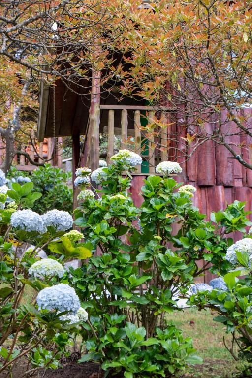 a bush with white flowers in front of a wooden fence at Alla Arriba in Las Cruces