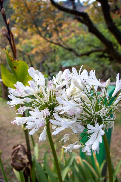 a group of white flowers with trees in the background at Alla Arriba in Las Cruces