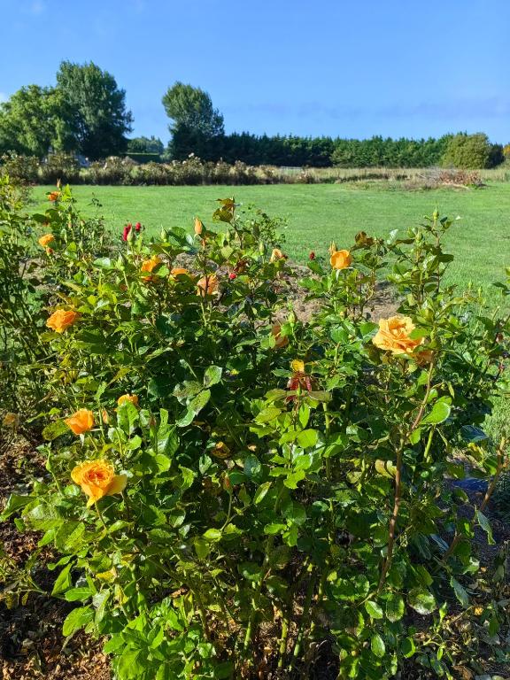 Cozy 1 ?????? - Resim 14