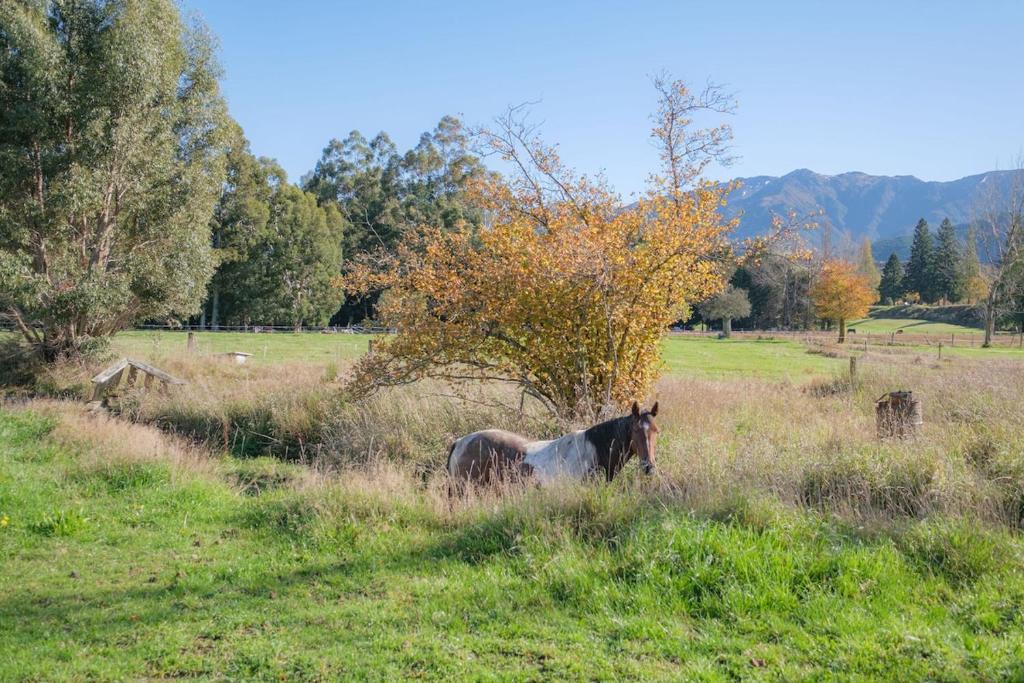 a horse standing in the grass in a field at House Horse & Hound on Argelins in Hanmer Springs