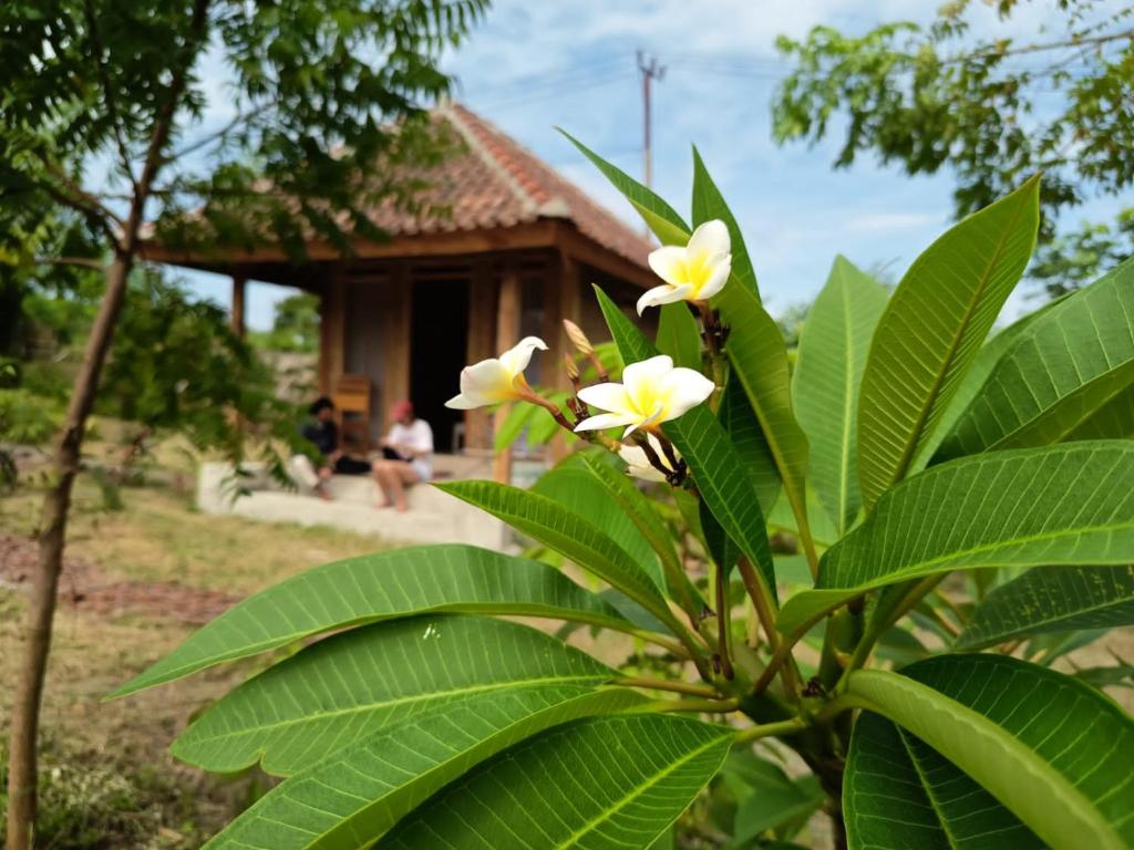 Zahrada ubytování Melody Surf - Ekas Lombok