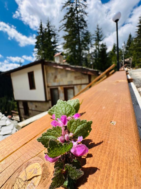 a plant on the roof of a building at Комплекс БОЖИДАРИЦА in Progled