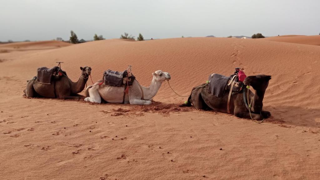 Άλλα ζώα σε οργανωμένο κάμπινγκ ή στη γύρω περιοχή