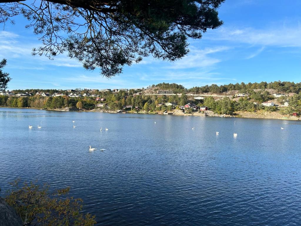 a lake with swans and ducks in the water at Sommerferie i skjærgårdsidyll på Langenes i Kristiansand in Kristiansand